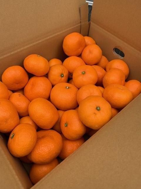 越冬本貯蔵 丹生系みかん（にゅうけい） 約5kg  秀品 2L～3L ［高糖系］［マルシ農園］ CC57