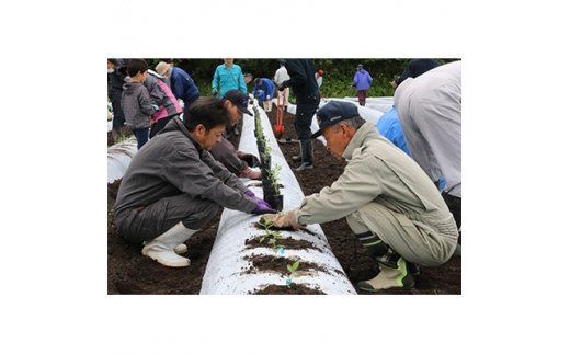 紫根染ポケットチーフ＜加美町薬用植物研究会＞【宮城県加美町】 [1099402]