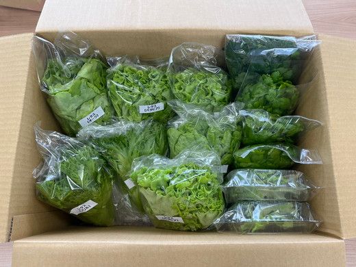 LED水耕栽培 野菜詰め合わせ 1kgセット