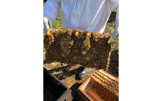 88-1051　百花蜜とみかん蜂蜜 ５００ｇ2本セット