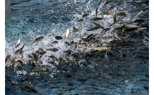 D096 冷凍柑味鮎