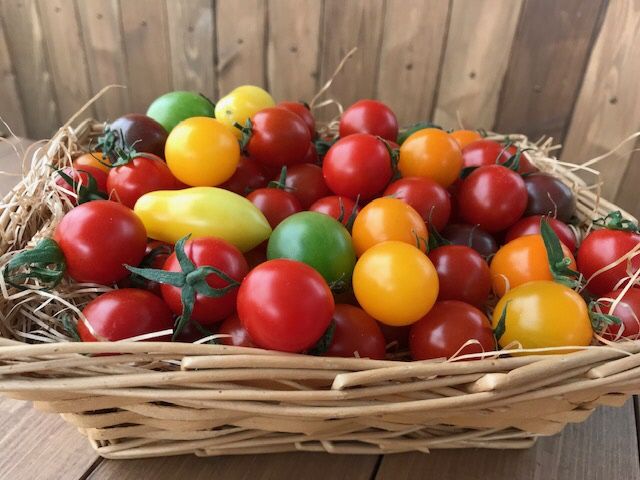 【個数限定】おすすめトマト3種 食べ比べ 1.2～1.5㎏　長田農園しかできない夢の共演　H004-148