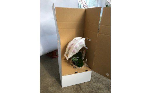 ymɓszӒ  Q{ĂPUֈȏ ACr[ H042-010