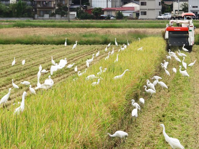 無農薬栽培 コシヒカリ 白米 4.5kg 【令和5年度米】 [0345]