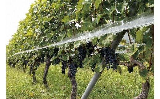 シャトールミエール赤 FAM001