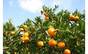73 有田みかんの木オーナー権（極早生）(A73-1)