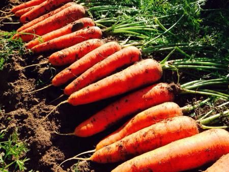 ymɓszyԌz鐷_̊Á`ɂ񂶂@wXEB[gLbgBx lQ Â W[X T_ X[W[ W[V[ H022-013