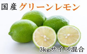 【産直】和歌山産グリーンレモン約3kg（サイズ混合）★2024年10月下旬頃より順次発送  XH047