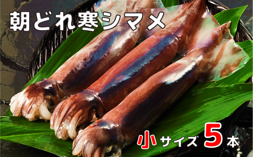 朝どれ寒シマメ小サイズセット(160-200g×5)