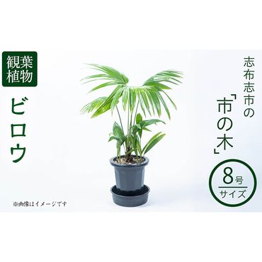 【数量限定】観葉植物 ビロウ ８号サイズ b2-024