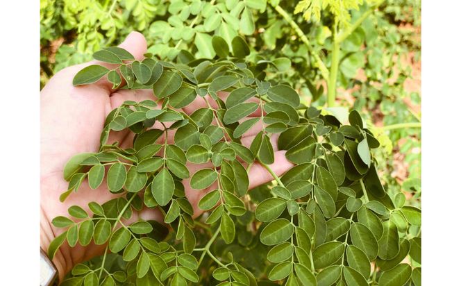 【沖縄ウスリファーム】モリンガ茶ティーパック（大）60g×3袋、（小）30g×2袋のセット