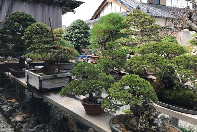 ふるさと納税限定 園主 秋山実と選ぶ 盆栽購入チケット 15,000円分 [秋山園 山梨県 韮崎市 20740910]