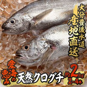 天然 クログチ (約2kg・計2-4本) 直送 産直 漁師 魚 鮮魚 天然 クログチ カマガリ 釜借 白身魚 獲れたて 刺身 煮つけ 塩焼き 冷蔵 豊後水道 鮮魚 大分県 佐伯市 豊後水道 鮮魚 愛海の恵み【CS09】【 (有)丸昌水産】