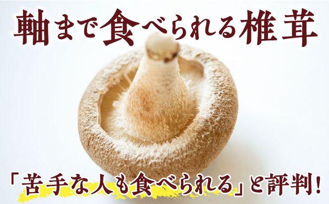 肉厚 生椎茸 【優品】15枚セット / 生しいたけ 生シイタケ きのこ キノコ 茸 / 南島原市 / サンエスファーム [SBX003]