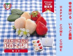 A-125a 【先行受付】 しあわせ届けるいちご農園HappyComeComeの紅白いちご2品種食べ比べセット 400g以上 （2024年12月中旬から発送開始予定）