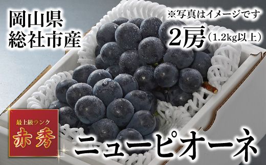 ニューピオーネ（赤秀・2房）岡山県総社市産【2025年産先行予約】25-026-002