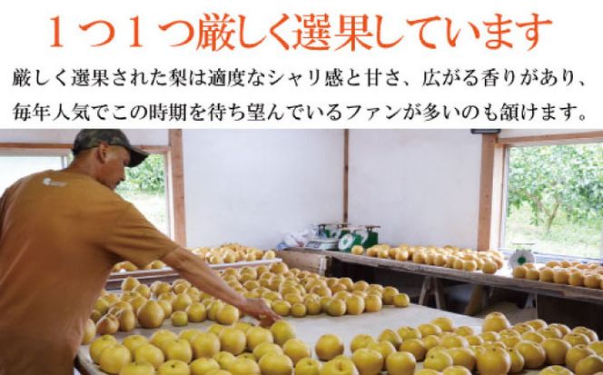 【2026年9月中旬～発送】【シャリッとおいしい！】新高梨 約3.4kg / 梨 なし 南島原市 / ふるさと企画 [SBA030]