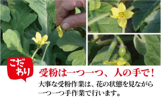 【2027年6月～発送】【大玉】 スイカ 羅皇 (ラオウ) 1玉 / すいか 南島原市 / ふるさと企画 [SBA013] 