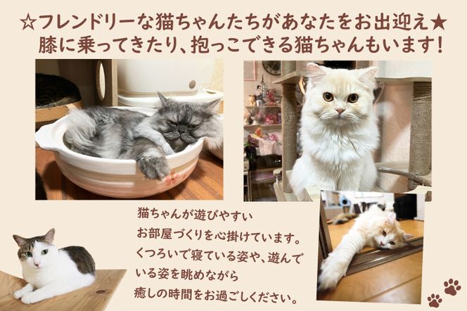 鹿嶋市の癒しの空間　猫カフェでまったり　猫かふぇジュエリー　１時間利用券セット　２名様 （KCS-2）