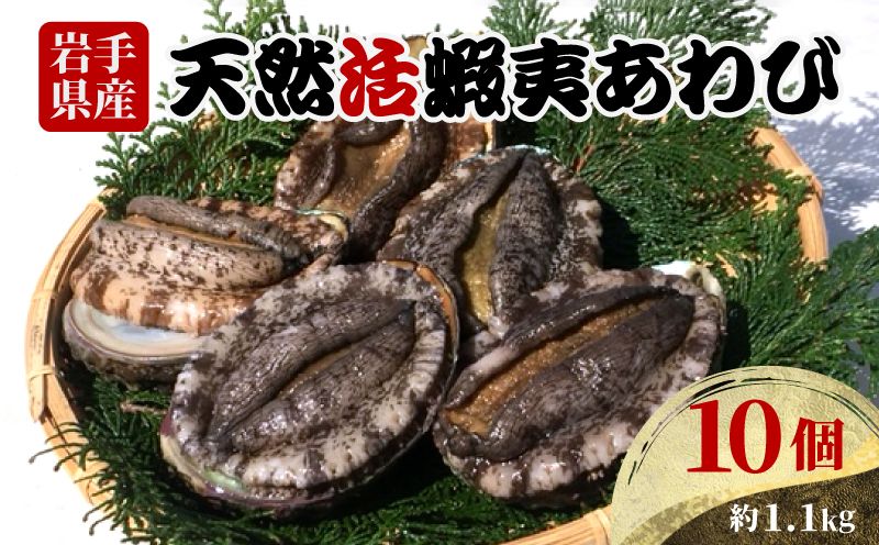 岩手県産 天然活あわび10個(約1.1kg)鮑 アワビ 三陸産・蝦夷あわび [56500449_2]