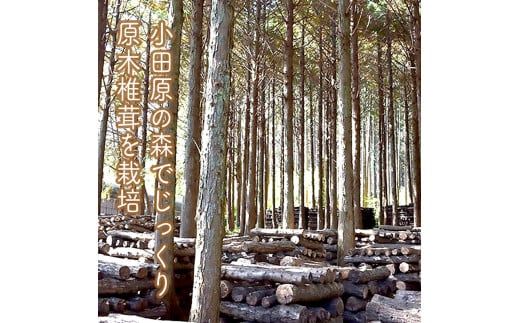 142-1698　小田原の里山で湧水を贅沢に使って育てた原木生椎茸(300g×2パック)