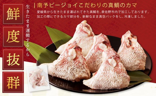 nbj0001 国産 活〆養殖 真鯛のカマ 合計1.2kg【小分け 300g×4P 訳あり サイズ不揃い 冷凍】