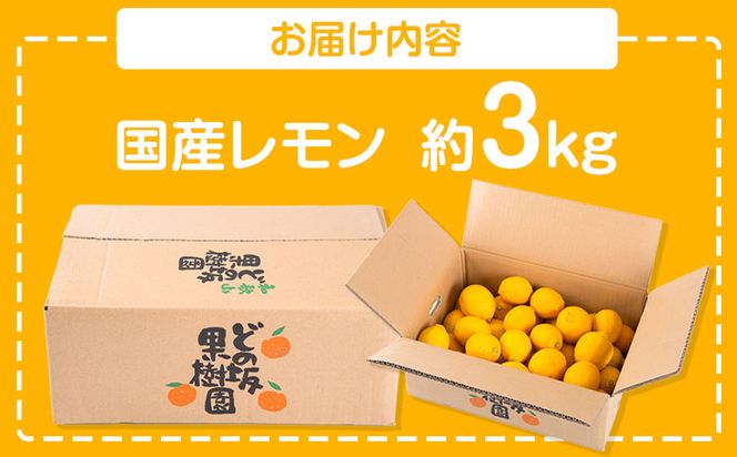 レモン 国産 レモン 3kg(L～4Lサイズ) ノーワックス 減農薬 どの坂果樹園《2027年2月上旬-5月末頃出荷》 和歌山県 日高町 レモン れもん 檸檬 旬 果物 フルーツ 柑橘 産地直送 送料無料---wsh_dsk3_ac25_24_10000_3kg---