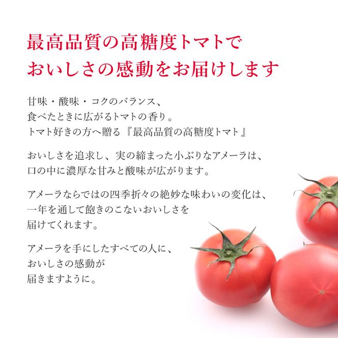 アメーラ トマト 約 1kg 12-16玉 高糖度 7.5以上 化粧箱入り 産地 直送 新鮮 旬の 野菜 高級 フルーツトマト 甘い 日時 指定 可能