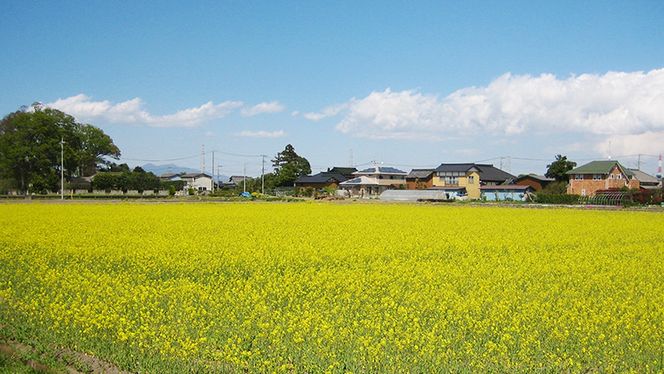 令和7年産 コシヒカリ ( 精米 5kg ) 特別栽培 菜の花米 「菜菜ちゃん」  米 こめ ごはん ご飯 白米 国産 茨城県産 新生活 プレゼント 新生活応援 必要なもの 便利 おすすめ 消耗品 一人暮らし 二人暮らし 必要 こしひかり おいしい お土産 ギフト 贈答 おみやげ [H005-NT]