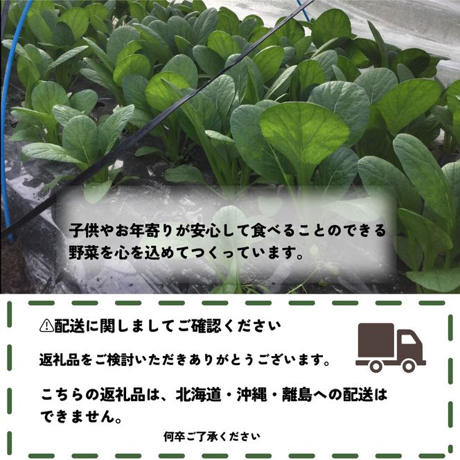 旬のこだわり 京野菜 セット 6～10種類＜ファーザーズファーム＞栽培期間中農薬不使用｜野菜 野菜詰め合わせ 野菜セット 京野菜 旬の野菜 新鮮野菜 ※北海道・沖縄・離島への配送不可