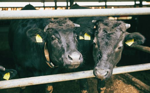 R6-716．【3回定期便】こじゃんと贅沢な切り落とし（すき焼用）400g×3回（合計1.2kg）