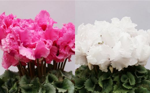 【2025年12月〜発送】【ギフトにピッタリ！】シクラメン 6号 鉢 / 南島原市 / 中川ナーセリー長崎 [SDL001]