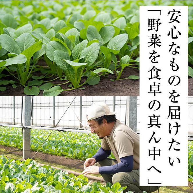 【期間限定・訳あり】志布志湾小松菜ゴールド(計2kg 200g×10袋) a1-021