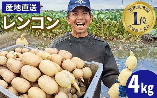 レンコン 4kg◇ ｜ 収穫仕立て 産地直送 れんこん 蓮根 蓮 甘み シャキシャキ 茨城県 土浦市産 ※離島への配送不可