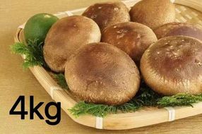 【一週間以内に発送】生しいたけ　肉厚シイタケ　無農薬　菌床栽培　4kg【ハタモト農産】_HA1004