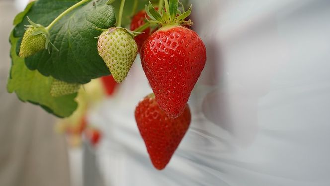 （予約受付中）【いちご定期便】（1月2月3月お届け）まるで赤いサファイア!!丹精込めた完熟いちご!! 約450g×3回 H130-013