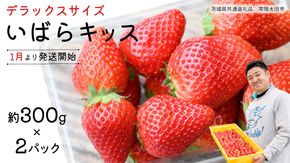 【 先行予約 】 いばらキッス ( 2パック )　特大 デラックスサイズ 【 2026年1月から発送開始 】 ( 茨城県共通返礼品 : 常陸太田市 ) 約 300g × 2 パック いばらキッス いばらきっす いちご 数量限定 果物 くだもの フルーツ 苺 イチゴ 期間限定 [ES014us]