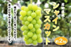 ★お届けは2026年8月から！★産地直送 シャインマスカット約２キロ入り 232238_A015-PR