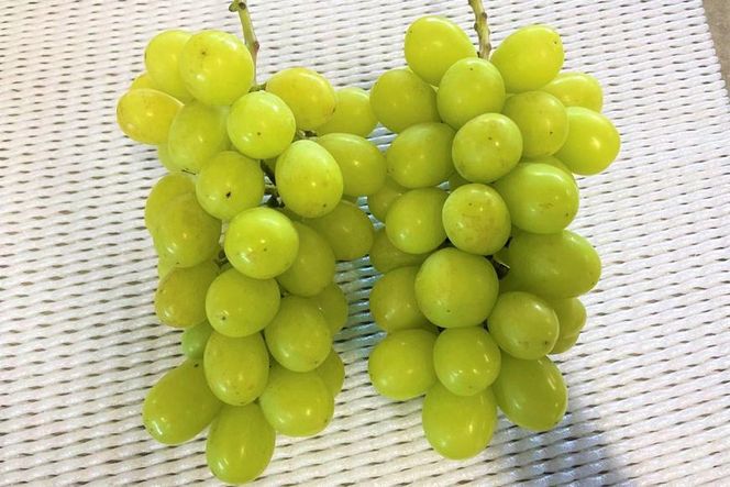 ★お届けは2026年8月から！★産地直送 シャインマスカット約２キロ入り 232238_A015-PR