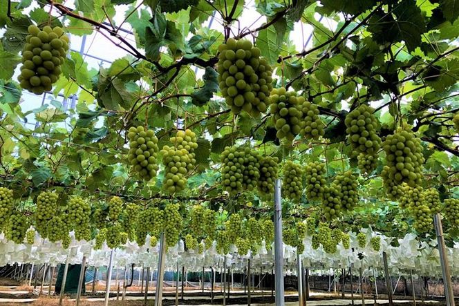 ★お届けは2026年8月から！★産地直送 シャインマスカット約２キロ入り 232238_A015-PR