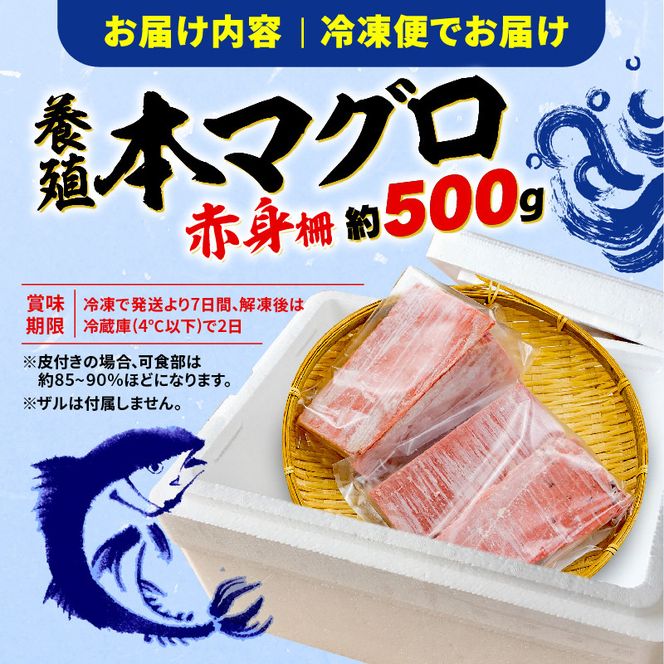 訳あり 本まぐろ 赤身 約500g 不定型柵 本鮪 まぐろ [PT0014-000012］