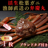 1243 松葉ガニ活生「特大1枚」ブランドタグ付き(弁慶丸)【到着日指定不可】