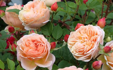 バラ鉢植え「アイ ウィル」 SWBD001