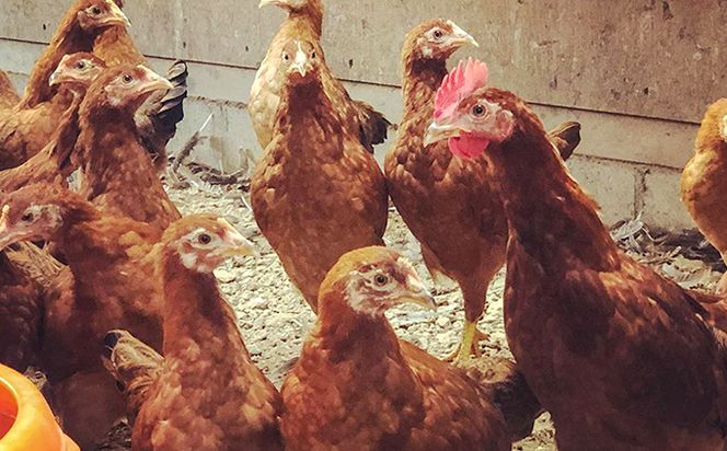 土佐ジロー濃厚たまご（1パック6個入×2パック＝12個）