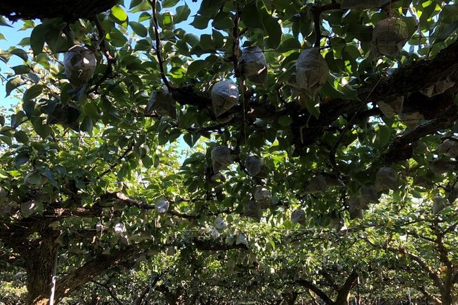 【先行予約／数量限定100】【訳あり】新興梨 優品 5kg（8～16玉入り）（2026年10月上旬～発送）　SF00043