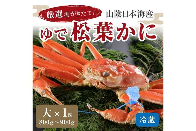 かに卸問屋がお届け・自社釜ゆで！山陰沖ゆで松葉がに 800ｇ～900ｇ 大サイズ（1月～3月発送）／北畿水産　HK00241