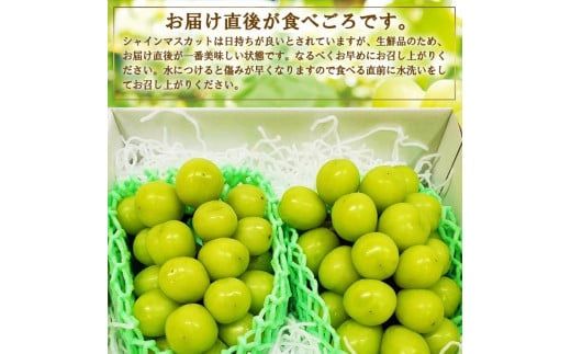 ＜25年発送先行予約＞厳選!!池田青果のシャインマスカット1.5~1.6 kg 2 房~4 房 173-007