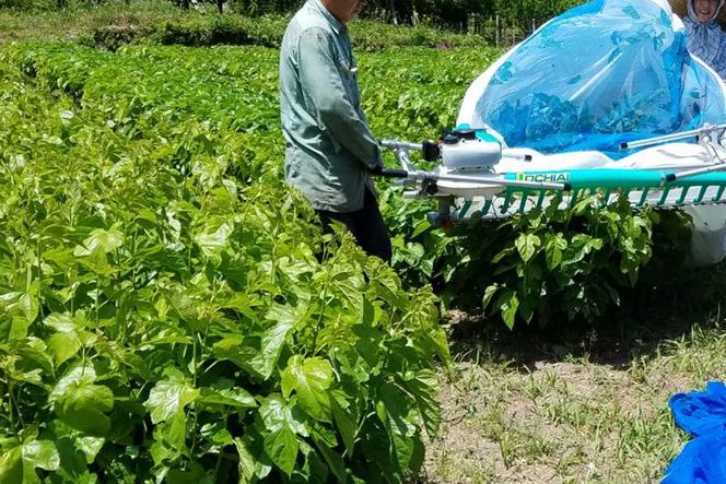 1477 有機 桑の葉茶・有機 菊芋の葉茶 ノンカフェインセット