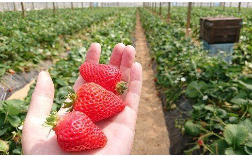 知る人ぞ知る「いちごの名産地」愛知県津島市 生産歴70年の実力とこだわり かとう農園「ゆめのか」いちご2パック【令和8年1月以降順次発送】