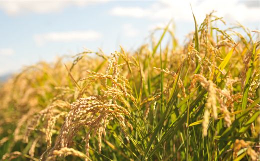 ＜令和7年度産＞「ななつぼし」玄米10kg《令和７年10月頃より発送予定》【3900402】